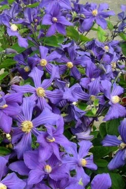 Durandii Clematis - 1 Gallon Pot -Garden Plant Store clematis durandii 7