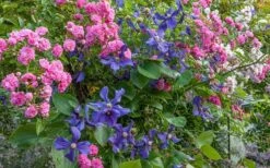 Durandii Clematis - 1 Gallon Pot -Garden Plant Store clematis durandii 8