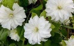 Duchess Of Edinburgh Clematis - 2 Gallon Pot -Garden Plant Store clematis duschess of edinburgh 3 1