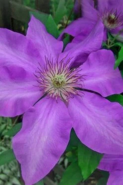 Elsa Spath Clematis - 1 Gallon Pot -Garden Plant Store clematis elsa spath 7