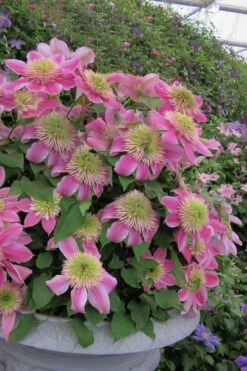 Empress Clematis - 1 Gallon Pot -Garden Plant Store clematis empress 4