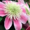 Empress Clematis - 1 Gallon Pot