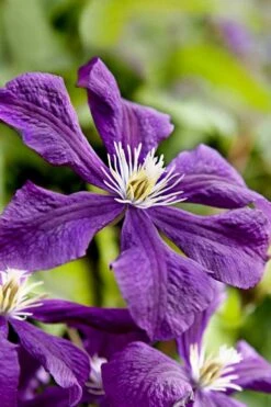 Etoile Violette Clematis - 1 Gallon Pot -Garden Plant Store clematis etoile violette 10