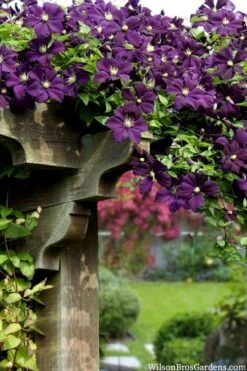 Etoile Violette Clematis - 1 Gallon Pot -Garden Plant Store clematis etoile violette 11