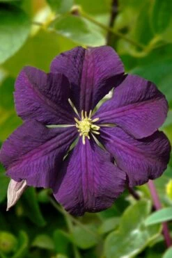 Etoile Violette Clematis - 1 Gallon Pot -Garden Plant Store clematis etoile violette 13