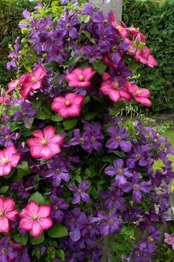 Etoile Violette Clematis - 1 Gallon Pot -Garden Plant Store clematis etoile violette 4