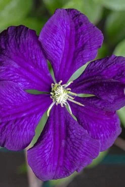 Etoile Violette Clematis - 1 Gallon Pot -Garden Plant Store clematis etolie violette 1