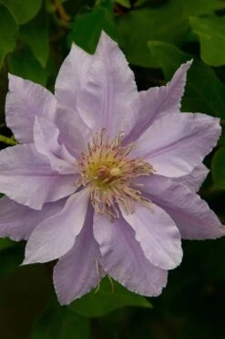 Filigree Clematis - 1 Gallon Pot -Garden Plant Store clematis filigree 4