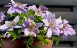 Filigree Clematis - 1 Gallon Pot -Garden Plant Store clematis filigree 7