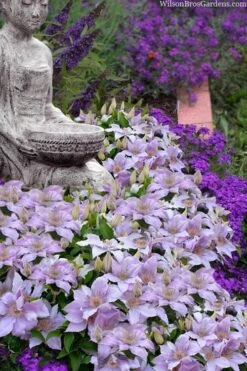 Filigree Clematis - 1 Gallon Pot -Garden Plant Store clematis filigree 9