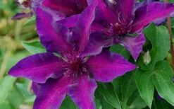 Fleuri Clematis - 1 Gallon Pot -Garden Plant Store clematis fleuri 10