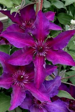 Fleuri Clematis - 1 Gallon Pot -Garden Plant Store clematis fleuri 11