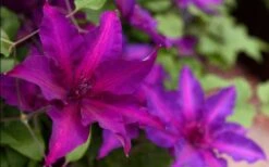 Fleuri Clematis - 1 Gallon Pot -Garden Plant Store clematis fleuri 19