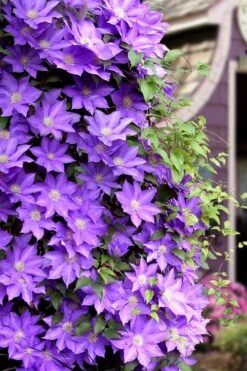 General Sikorski Clematis - 1 Gallon Pot -Garden Plant Store clematis general sikorski 11