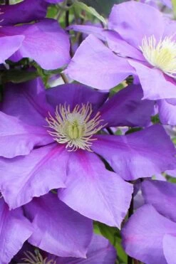 General Sikorski Clematis - 1 Gallon Pot -Garden Plant Store clematis general sikorski 6