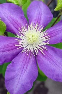 General Sikorski Clematis - 1 Gallon Pot -Garden Plant Store clematis general sikorski 8