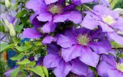 General Sikorski Clematis - 1 Gallon Pot -Garden Plant Store clematis general sikorski 9