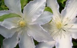 Gillian Blades Clematis - 1 Gallon Pot 11 Gillian Blades Clematis - 1 Gallon Pot -Garden Plant Store clematis gillian blades 4