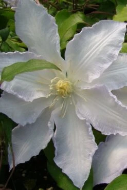 Gillian Blades Clematis - 1 Gallon Pot 9 Gillian Blades Clematis - 1 Gallon Pot -Garden Plant Store clematis gillian blades 5
