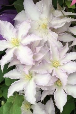 Gillian Blades Clematis - 1 Gallon Pot 10 Gillian Blades Clematis - 1 Gallon Pot -Garden Plant Store clematis gillian blades 500x750 1