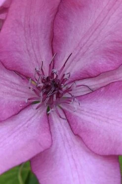 Giselle Clematis - 1 Gallon Pot -Garden Plant Store clematis giselle 10