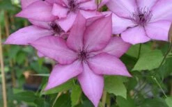 Giselle Clematis - 1 Gallon Pot -Garden Plant Store clematis giselle 12