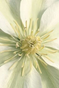 Guernsey Cream Clematis - 1 Gallon Pot -Garden Plant Store clematis guernsey cream 1