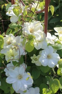 Guernsey Cream Clematis - 1 Gallon Pot -Garden Plant Store clematis guernsey cream 3