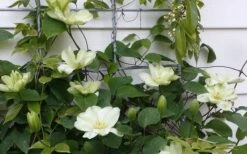Guernsey Cream Clematis - 1 Gallon Pot -Garden Plant Store clematis guernsey cream 4