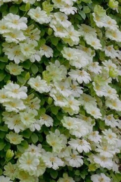 Guernsey Cream Clematis - 1 Gallon Pot -Garden Plant Store clematis guernsey cream 5