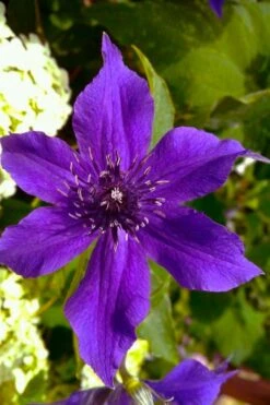 Guiding Promise Clematis - 1 Gallon Pot -Garden Plant Store clematis guiding promise 1