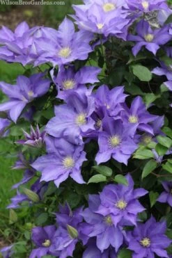 H. F. Young Clematis - 3 Gallon Pot 9 H. F. Young Clematis - 3 Gallon Pot -Garden Plant Store clematis h f young 13 1