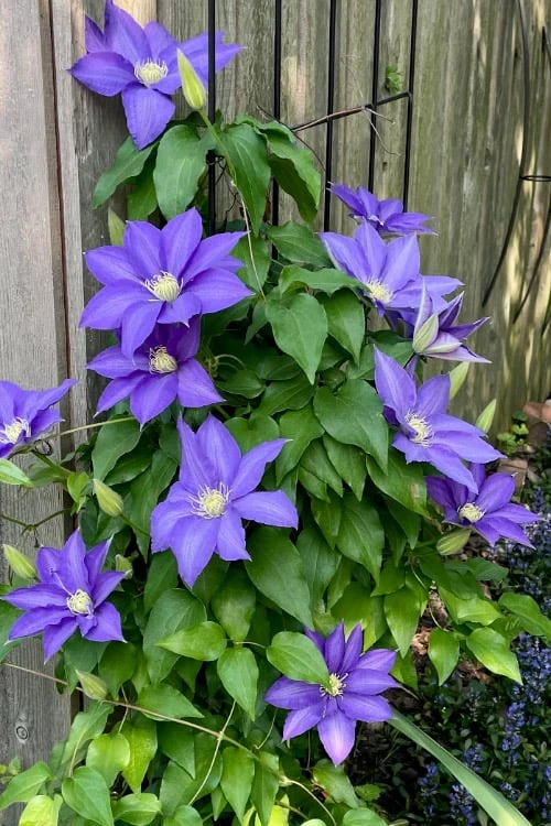 H. F. Young Clematis - 3 Gallon Pot 5 H. F. Young Clematis - 3 Gallon Pot - Image 5