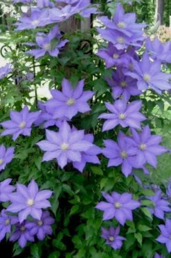 H. F. Young Clematis - 3 Gallon Pot 11 H. F. Young Clematis - 3 Gallon Pot -Garden Plant Store clematis h f young 9 1