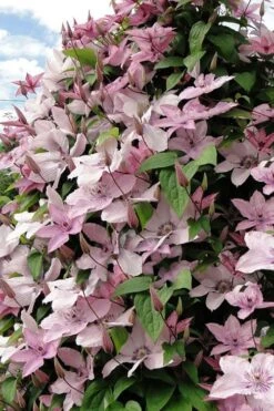 Hagley Hybrid Clematis - 1 Gallon Pot 15 Hagley Hybrid Clematis - 1 Gallon Pot -Garden Plant Store clematis hagley hybrid 11