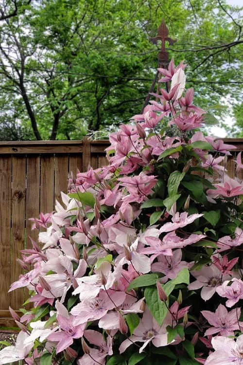 Hagley Hybrid Clematis - 1 Gallon Pot 5 Hagley Hybrid Clematis - 1 Gallon Pot - Image 5