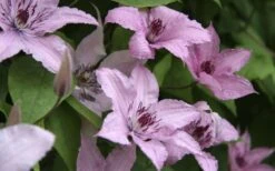 Hagley Hybrid Clematis - 1 Gallon Pot 13 Hagley Hybrid Clematis - 1 Gallon Pot -Garden Plant Store clematis hagley hybrid 13