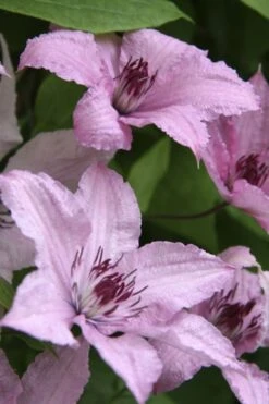 Hagley Hybrid Clematis - 1 Gallon Pot 16 Hagley Hybrid Clematis - 1 Gallon Pot -Garden Plant Store clematis hagley hybrid 14