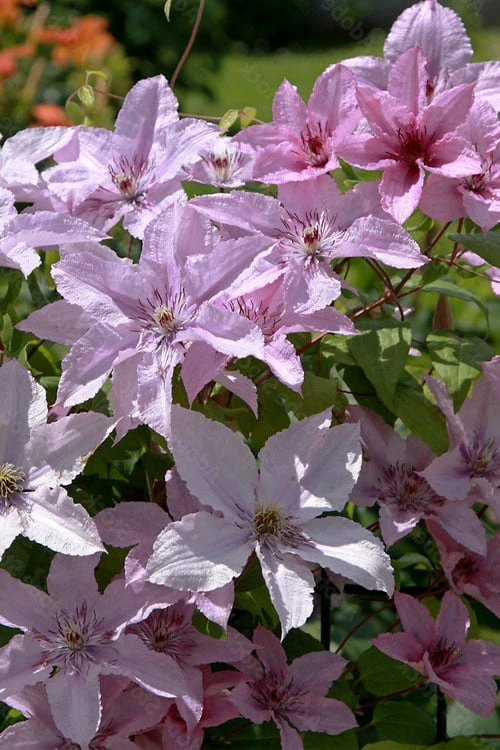 Hagley Hybrid Clematis - 1 Gallon Pot 9 Hagley Hybrid Clematis - 1 Gallon Pot - Image 9
