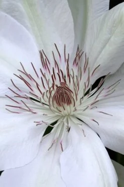 Henryi Clematis - 1 Gallon Pot 13 Henryi Clematis - 1 Gallon Pot -Garden Plant Store clematis henryi 1
