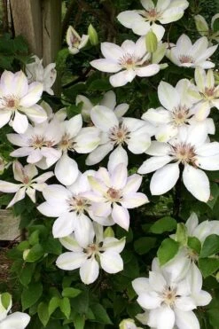 Henryi Clematis - 1 Gallon Pot 14 Henryi Clematis - 1 Gallon Pot -Garden Plant Store clematis henryi 2