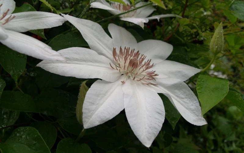 Henryi Clematis - 1 Gallon Pot 7 Henryi Clematis - 1 Gallon Pot - Image 7