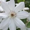 Henryi Clematis - 1 Gallon Pot