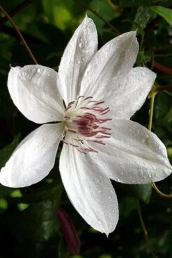 Henryi Clematis - 1 Gallon Pot 17 Henryi Clematis - 1 Gallon Pot -Garden Plant Store clematis henryi 6