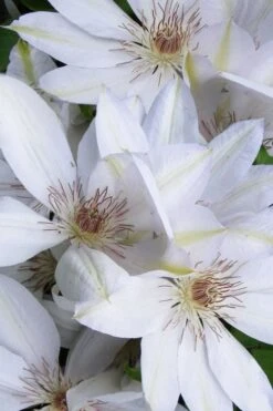 Henryi Clematis - 1 Gallon Pot 12 Henryi Clematis - 1 Gallon Pot -Garden Plant Store clematis henryi 7