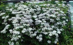 Huldine Clematis - 1 Gallon Pot -Garden Plant Store clematis huldine 11