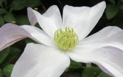Huldine Clematis - 1 Gallon Pot -Garden Plant Store clematis huldine 3