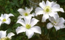 Huldine Clematis - 1 Gallon Pot -Garden Plant Store clematis huldine 6