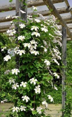 Huldine Clematis - 1 Gallon Pot -Garden Plant Store clematis huldine 7jpg