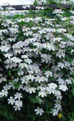 Huldine Clematis - 1 Gallon Pot -Garden Plant Store clematis huldine 9